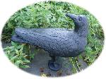 Crow